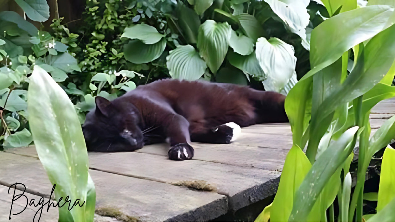 baghera zonder kattenkraag