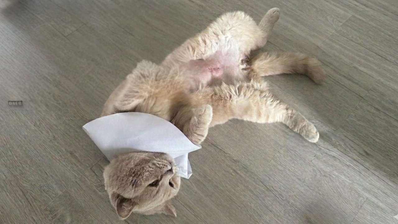 blaasoperatie kat