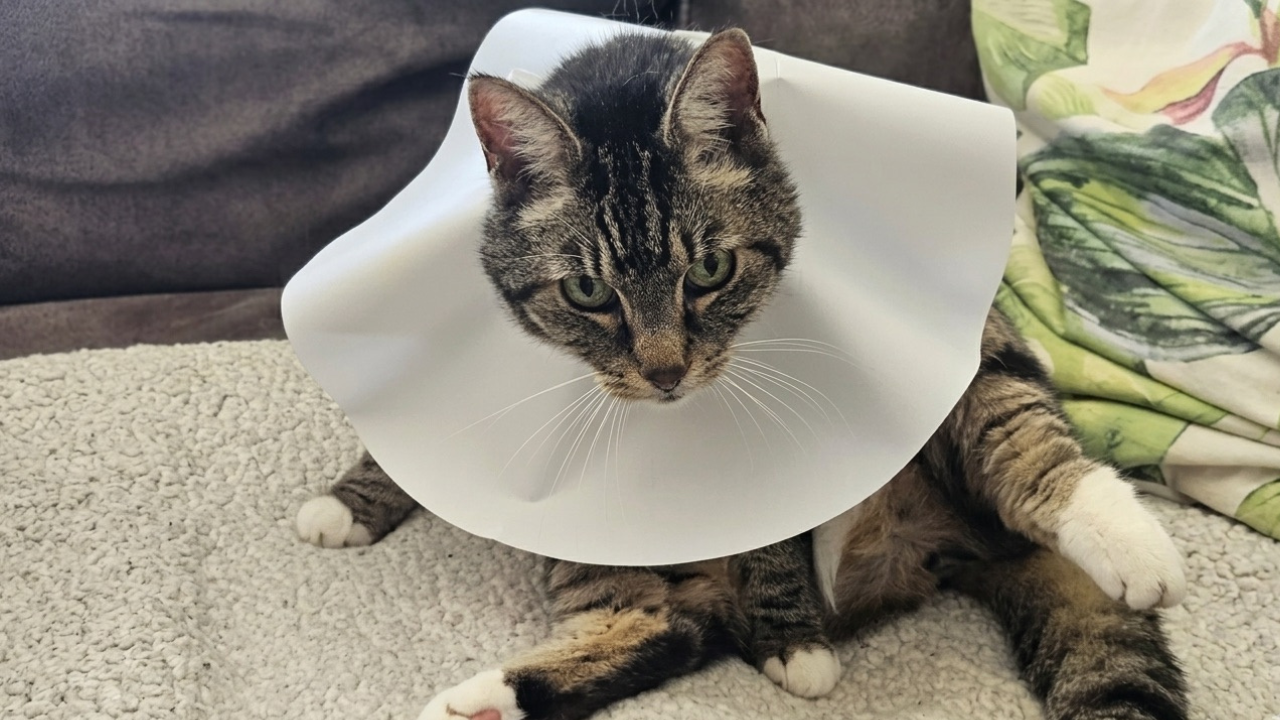 kat met likplek