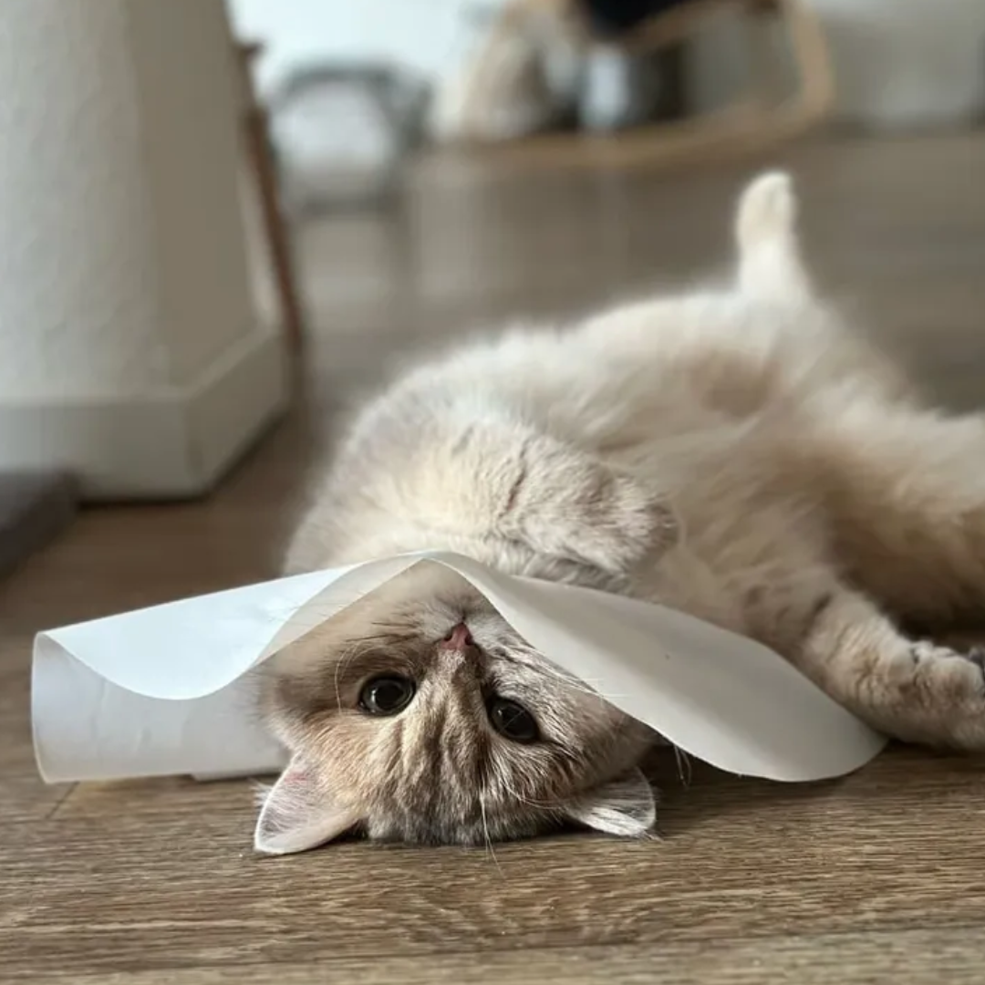 kattenkraag diervriendelijk